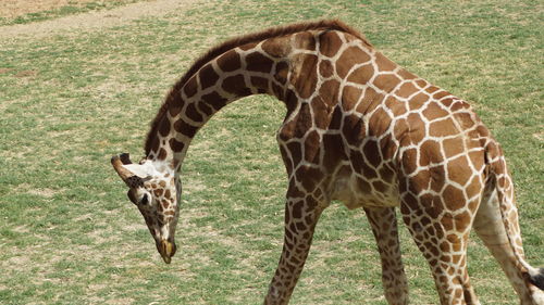 Close-up of giraffe