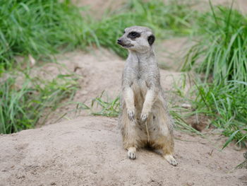 Meerkat on field