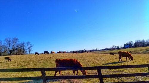 Horses grazing on field against clear blue sky