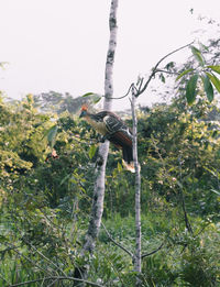 Low angle view of bird perching on tree against sky