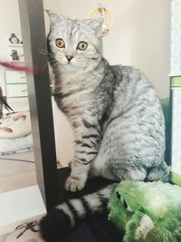 Close-up of cat sitting on bed at home