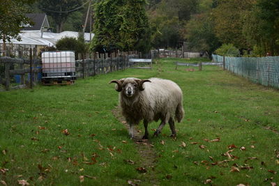 Sheep grazing on field, skudde