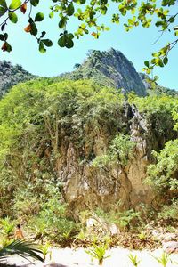 Low angle view of trees on mountain
