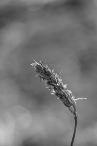 Close-up of wheat plant