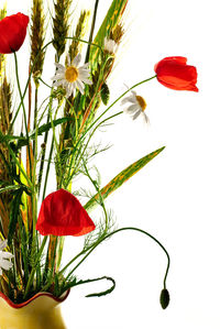 Close-up of red poppy flowers against white background