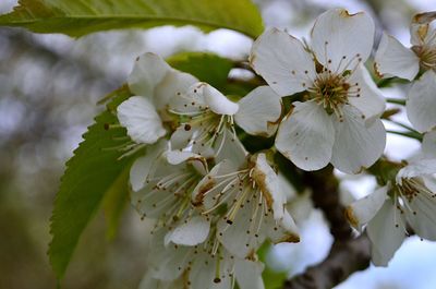 Low angle view of flowers blooming on tree