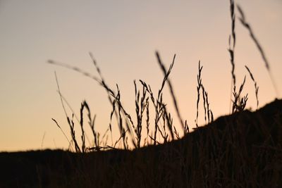 Close-up of silhouette plants against clear sky