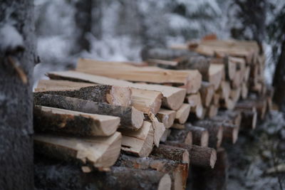 Firewood pile in forest