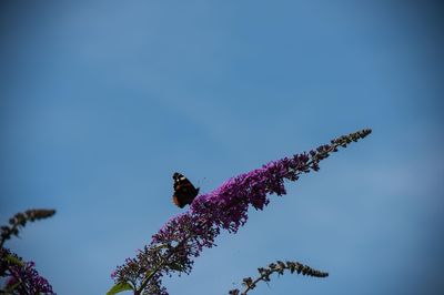 Low angle view of butterfly perching on plant against clear blue sky