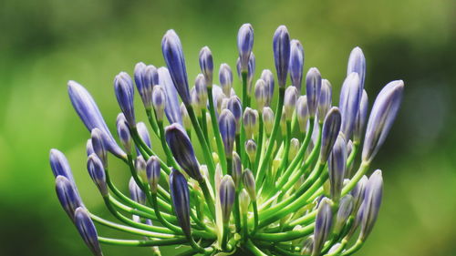 Close-up of purple flowers