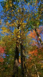 Low angle view of tree against sky