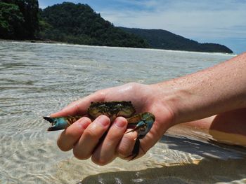 Close-up of hand holding crab by sea