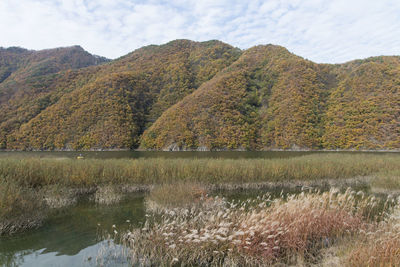 Scenic view of field by lake against sky