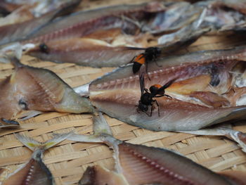 Close-up of fish for sale in market