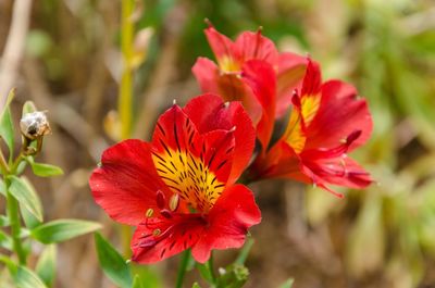 Close-up of red flower blooming outdoors