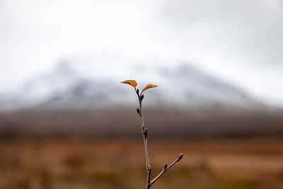 Close-up of flowering plant on land against sky