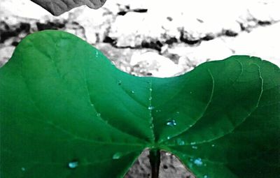 Close-up of green leaves