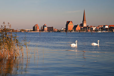 Swans swimming in lake against cityscape during sunset
