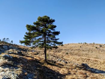 Trees on field against clear blue sky