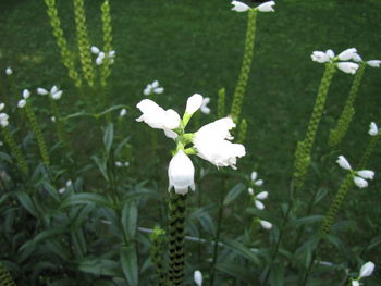 Close-up of white flowering plant