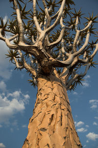 Low angle view of tree against sky