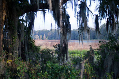 Panoramic shot of trees on field