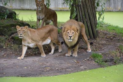 View of cats on the ground