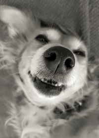 Close-up portrait of dog