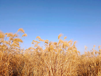 High angle view of stalks in field against clear blue sky