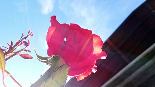 Low angle view of pink flowers