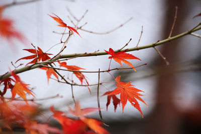 Close-up of red maple leaf on tree during autumn