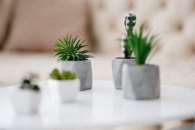 Close-up of potted plant on table