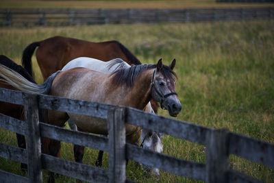 Horse standing in ranch