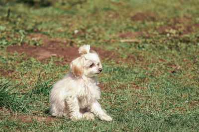 Dog looking away on field