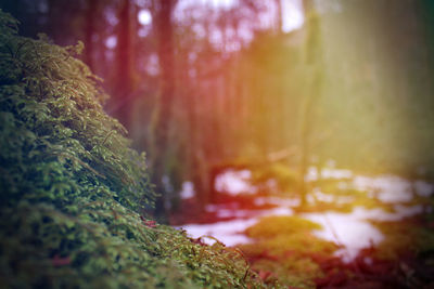 Close-up of moss growing in forest