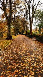 Road passing through forest