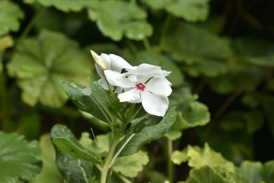 Close-up of white flowering plant