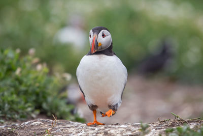 Close-up of puffin walking on field