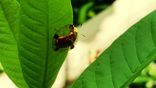 Close-up of insect on leaf