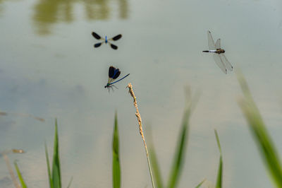 Life in a lake