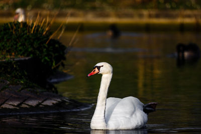 Close-up of swan in lake