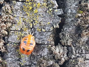 Close-up of ladybug on rock