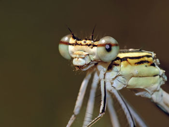 Close-up of insect on black background