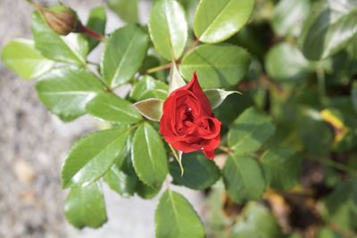 Close-up of red rose on plant