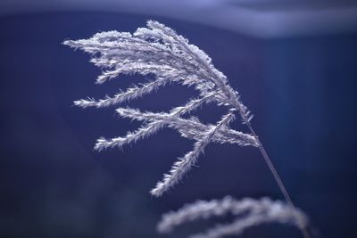 Close-up of ice against blue sky