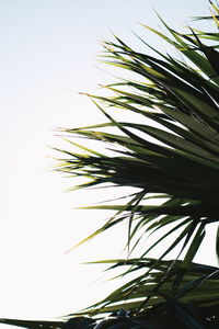 Low angle view of palm tree leaves against sky