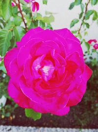 Close-up of flower blooming outdoors