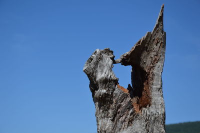 Low angle view of damaged tree trunk against clear blue sky