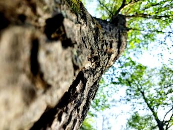 Low angle view of tree trunk