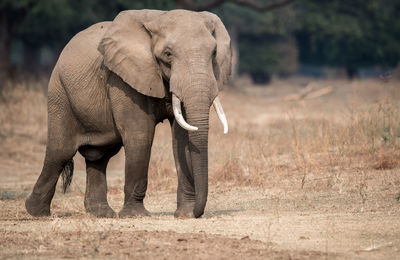 The african bush elephant